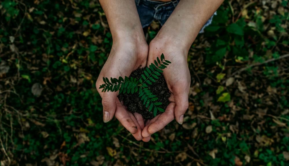 Manos sosteniendo una planta joven con tierra